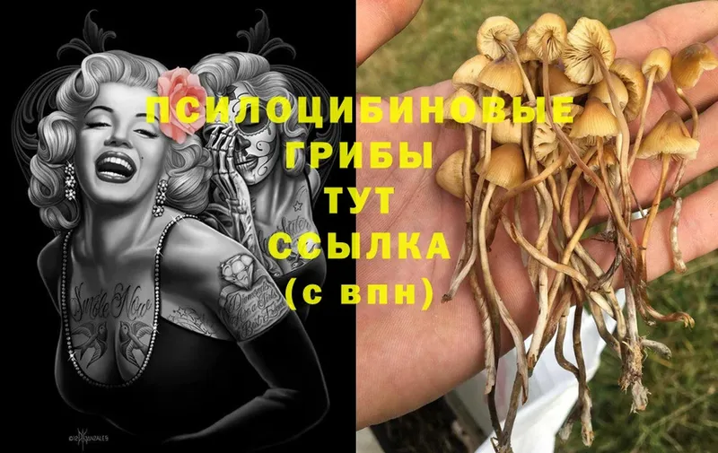 купить наркоту  МЕГА ТОР  Галлюциногенные грибы Cubensis  Ишим 